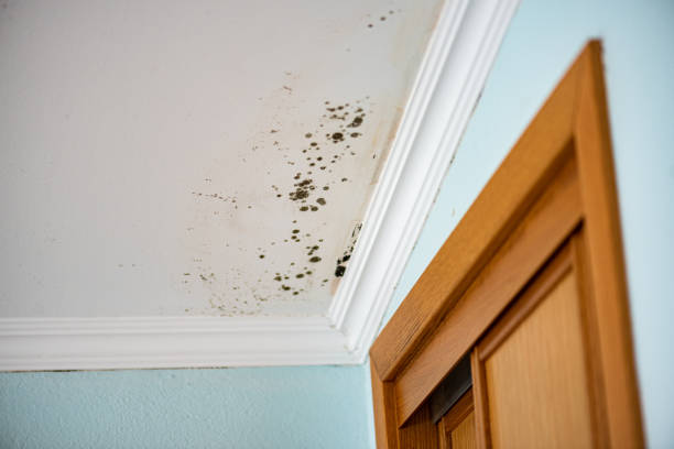 Best Emergency Mold Remediation in Elkader, IA