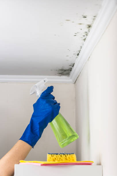 Best Bathroom Mold Remediation in Elkader, IA